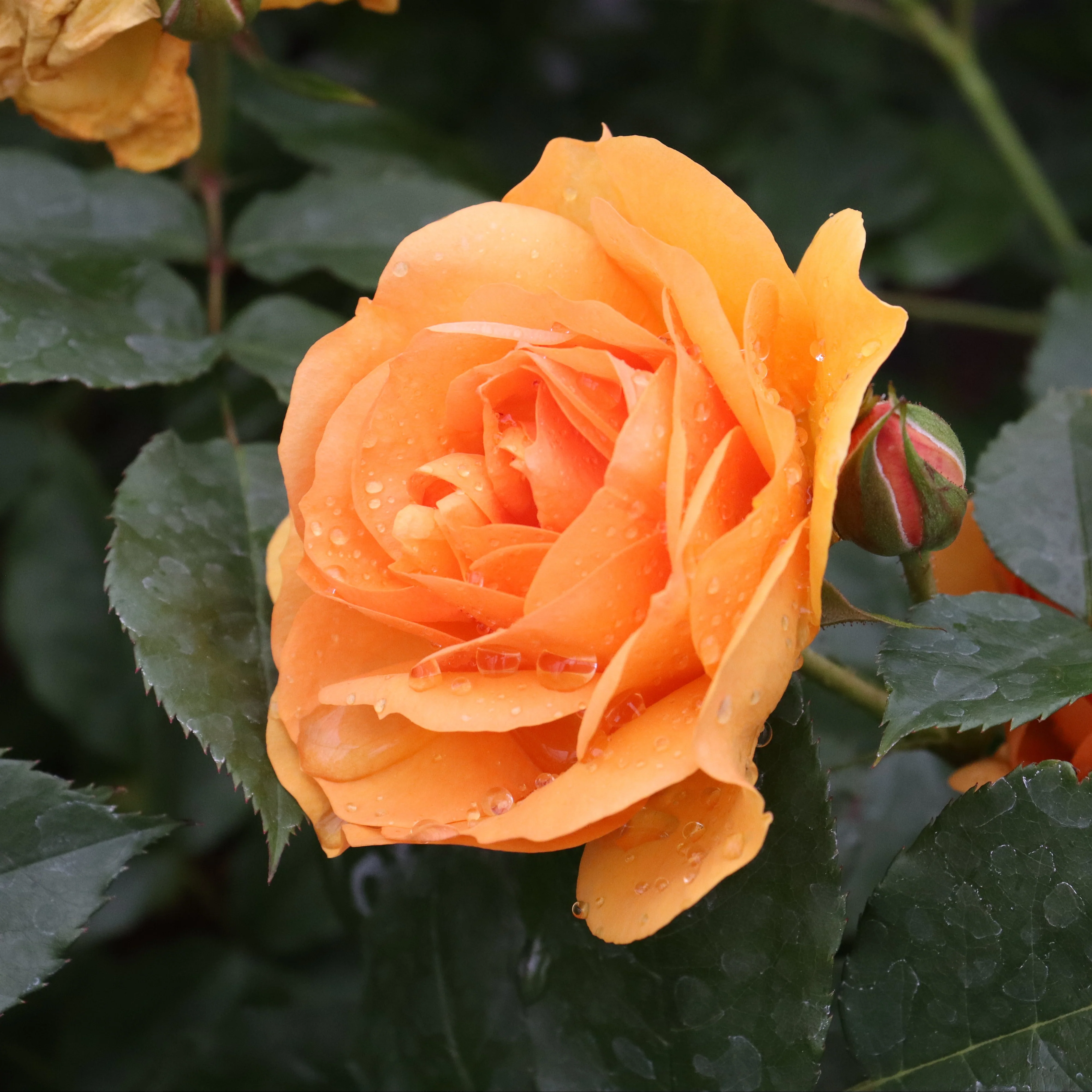 REMINISCENT® Ginger Rose | Proven Winners® - Image 4