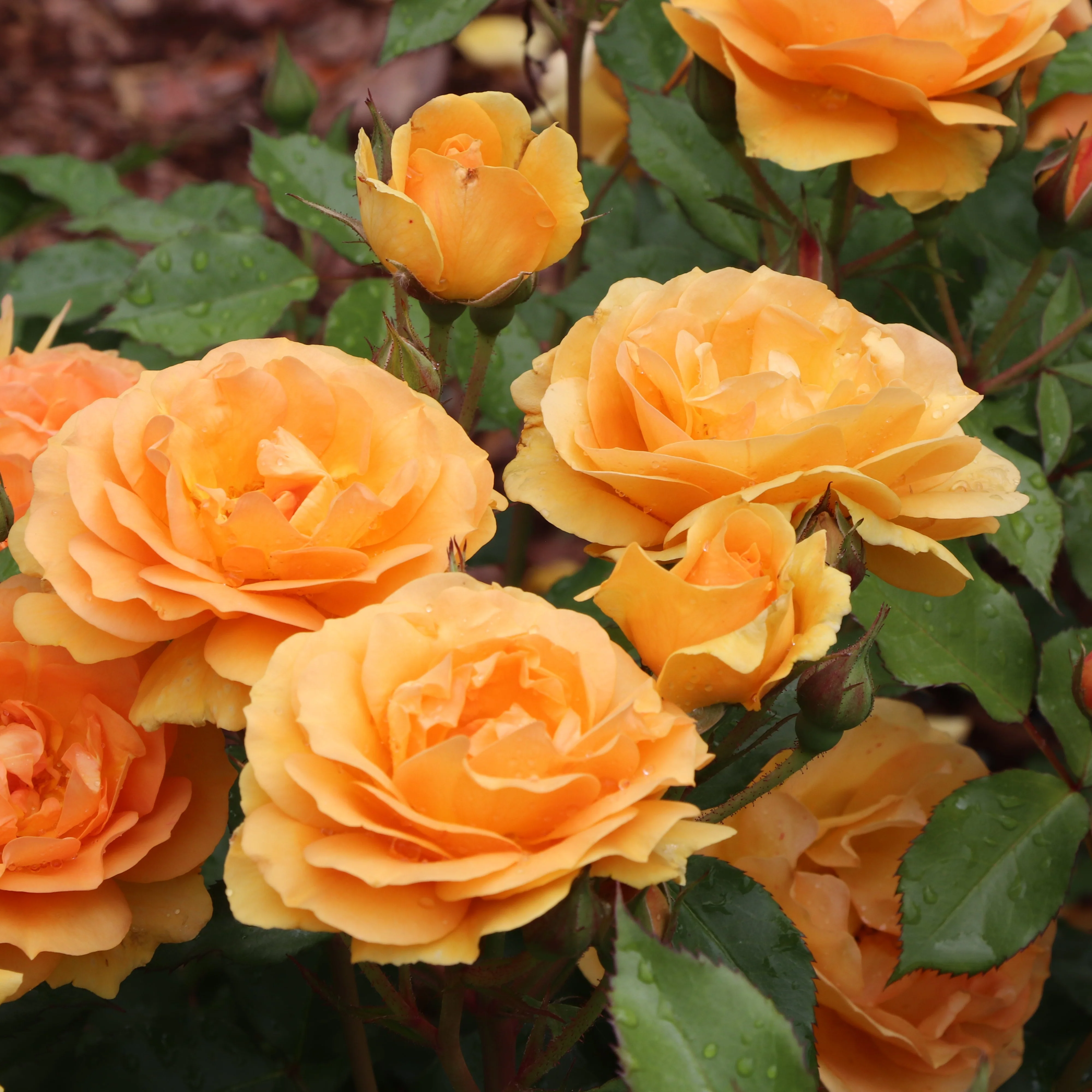 REMINISCENT® Ginger Rose | Proven Winners® - Image 5