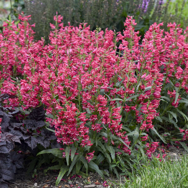 Rose Rhinestones' Penstemon barbatus