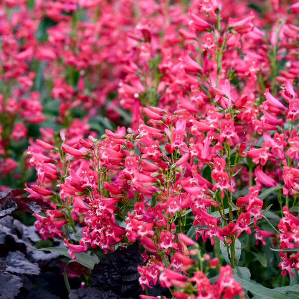 Rose Rhinestones' Penstemon barbatus - Image 2