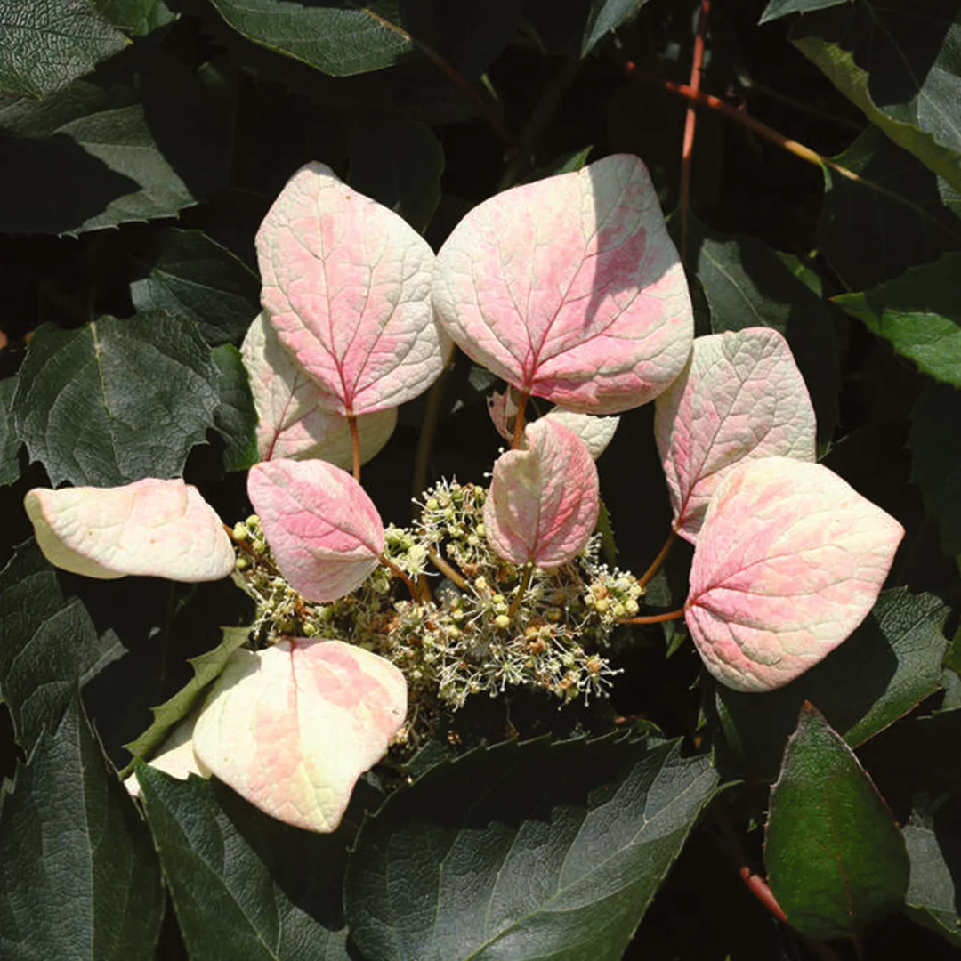 ROSE SENSATION™ False Hydrangea Vine - Image 3