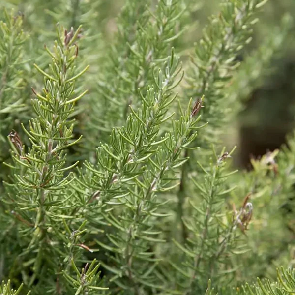 Rosemary Chef's Choice®
