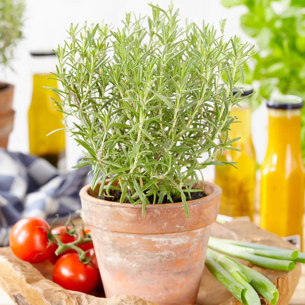 Rosemary Chef's Choice® - Image 2