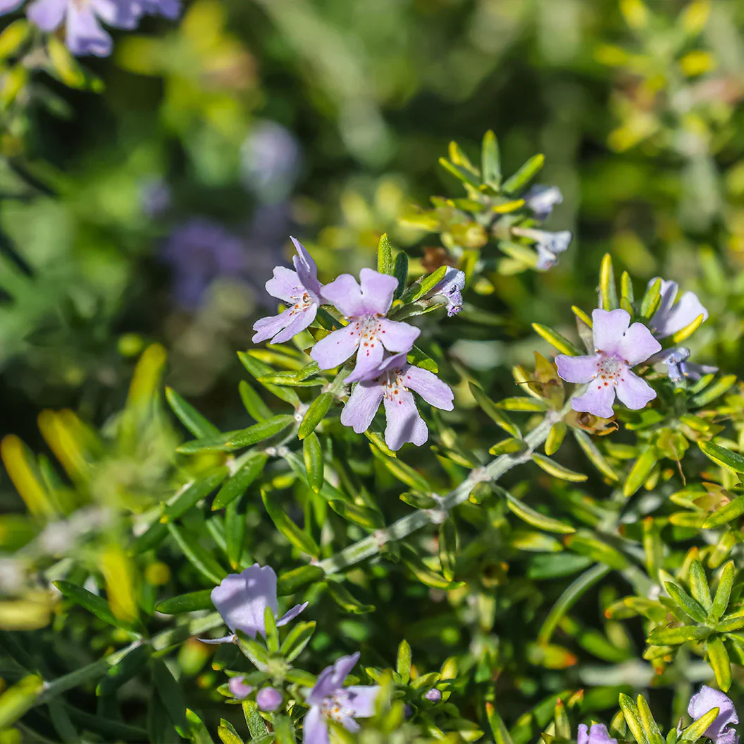 Rosemary Chef's Choice® - Image 3
