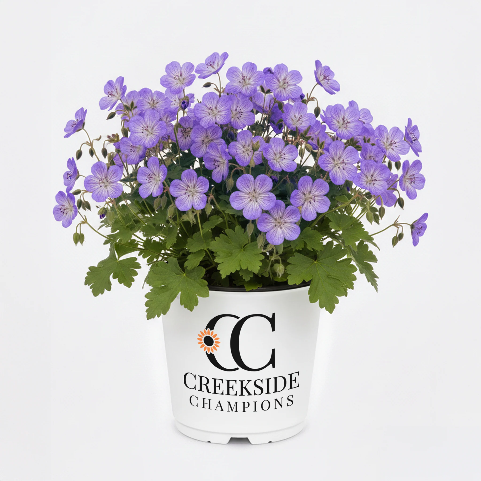 Rozanne' Hardy Geranium | Creekside Champions™