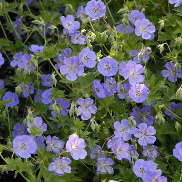 Rozanne' Hardy Geranium | Creekside Champions™ - Image 2
