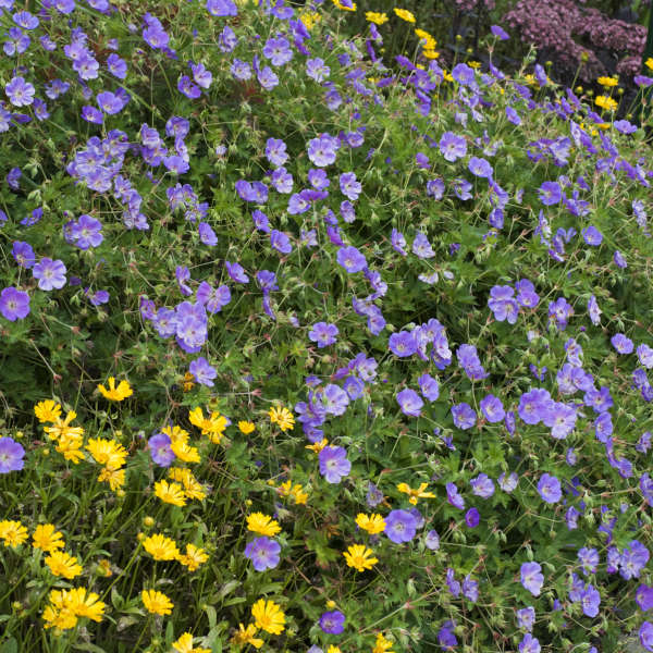 Rozanne' Hardy Geranium | Creekside Champions™ - Image 3