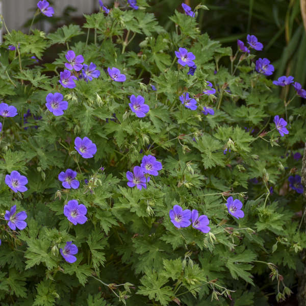 Rozanne' Hardy Geranium | Creekside Champions™ - Image 4