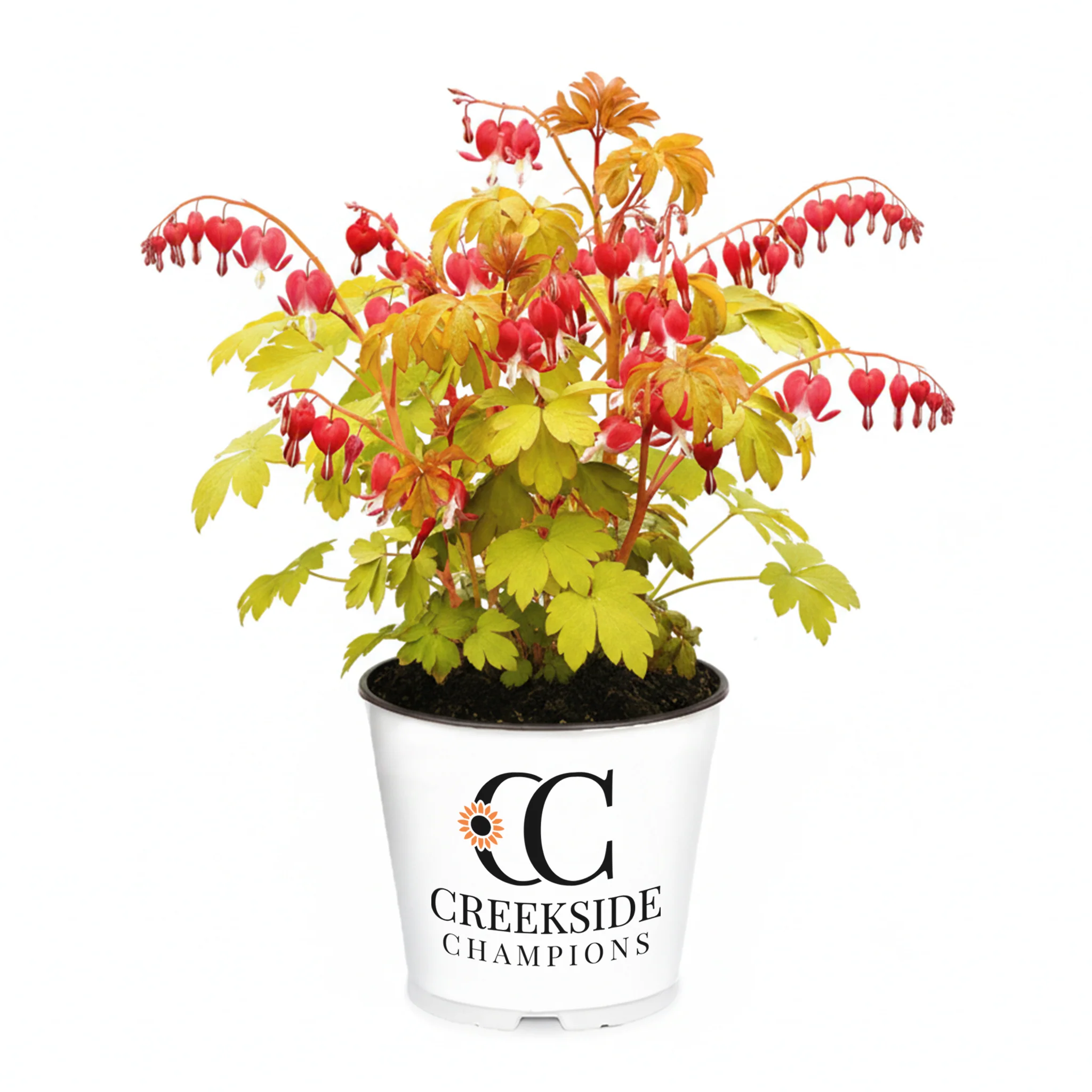Ruby Gold' Dicentra | Creekside Champions™