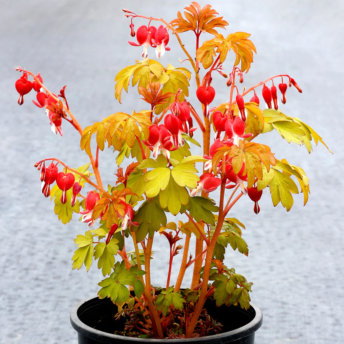 Ruby Gold' Dicentra | Creekside Champions™ - Image 2