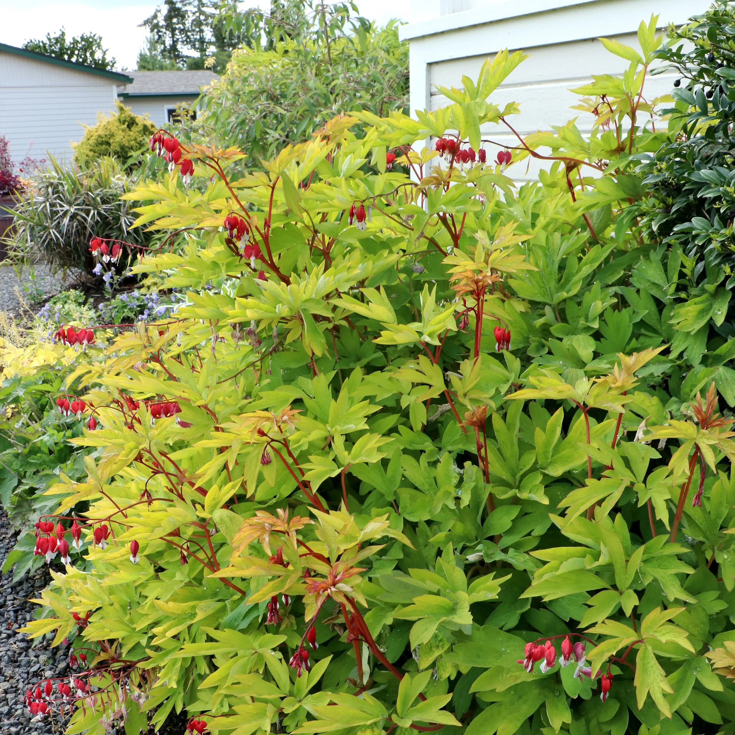 Ruby Gold' Dicentra | Creekside Champions™ - Image 3