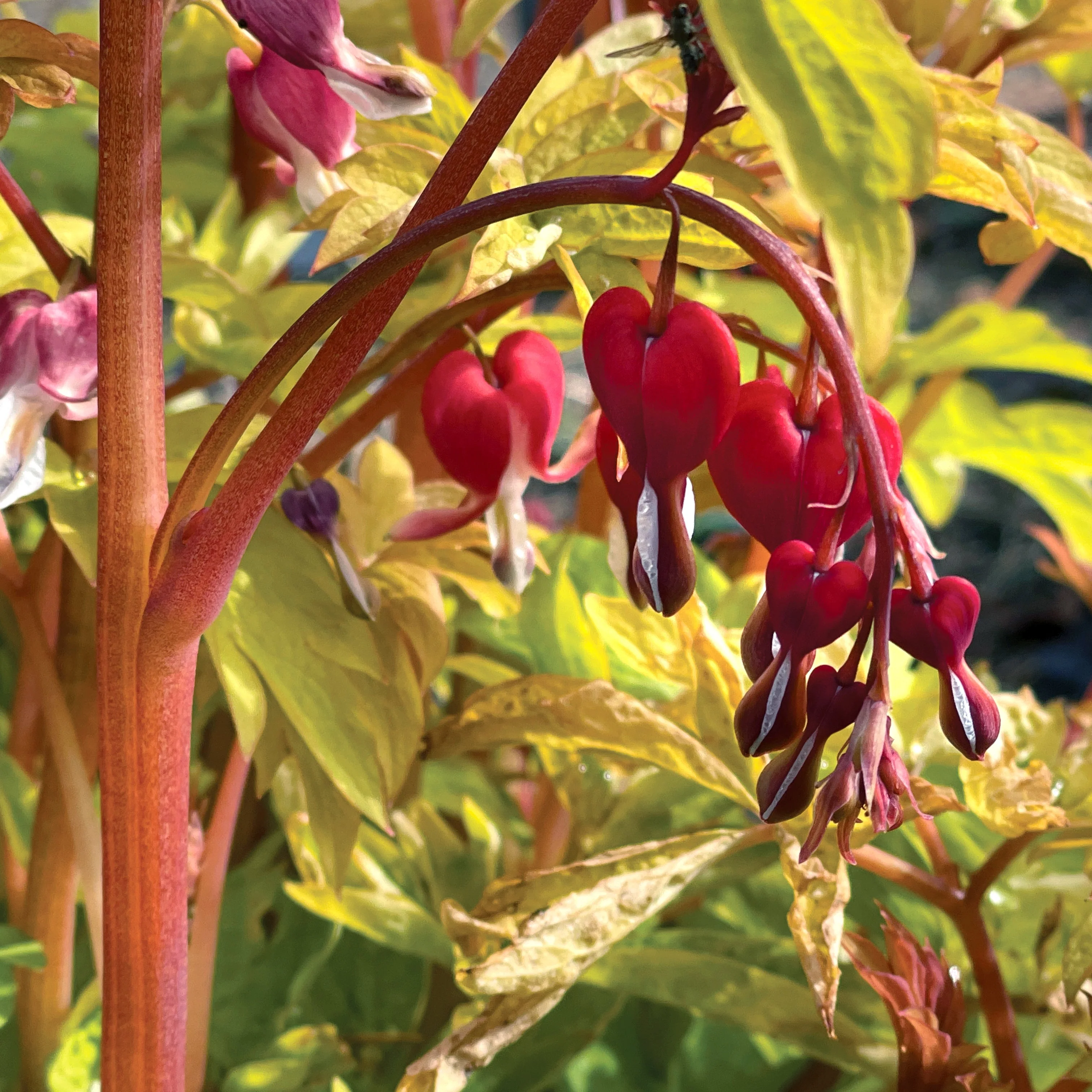 Ruby Gold' Dicentra | Creekside Champions™ - Image 4