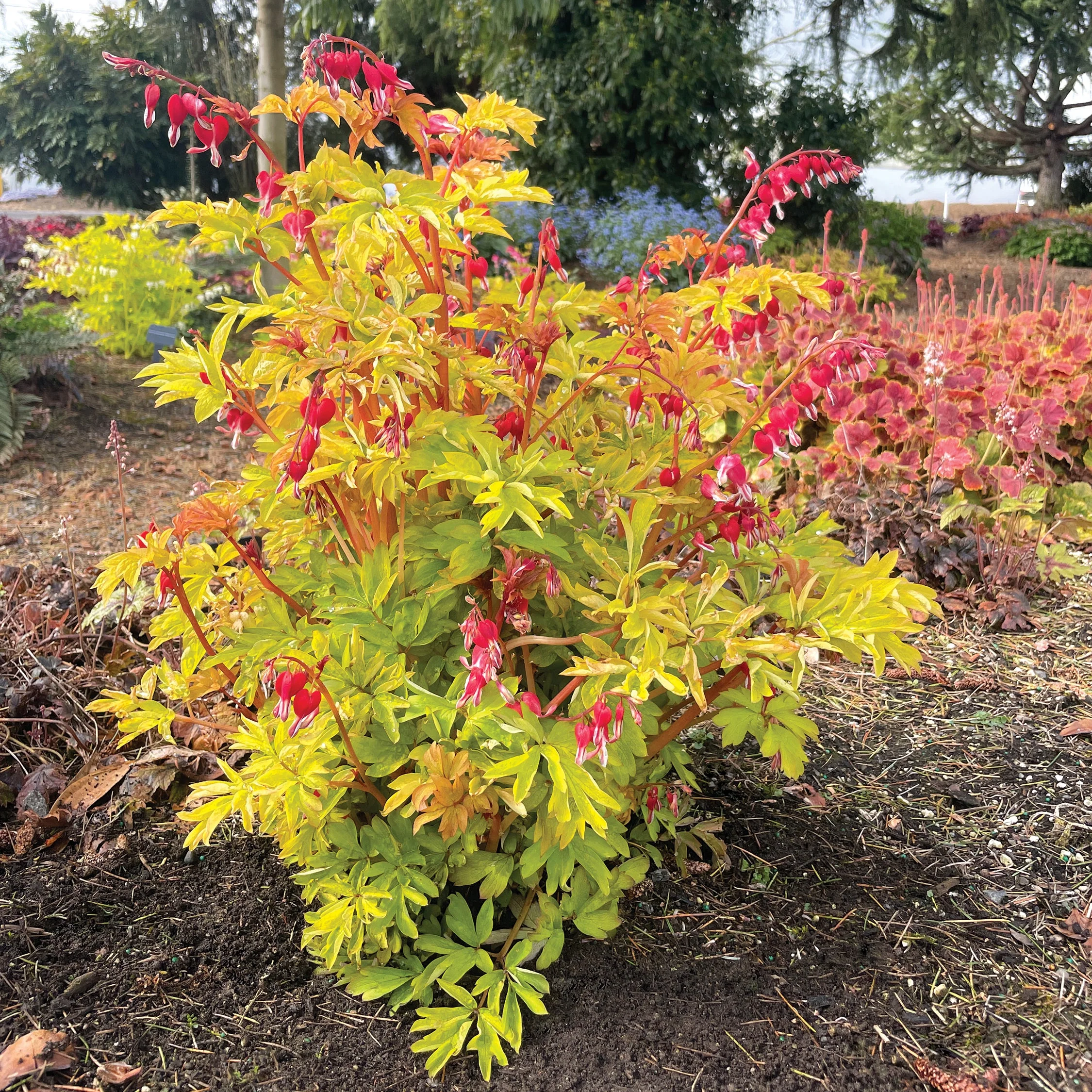 Ruby Gold' Dicentra | Creekside Champions™ - Image 5