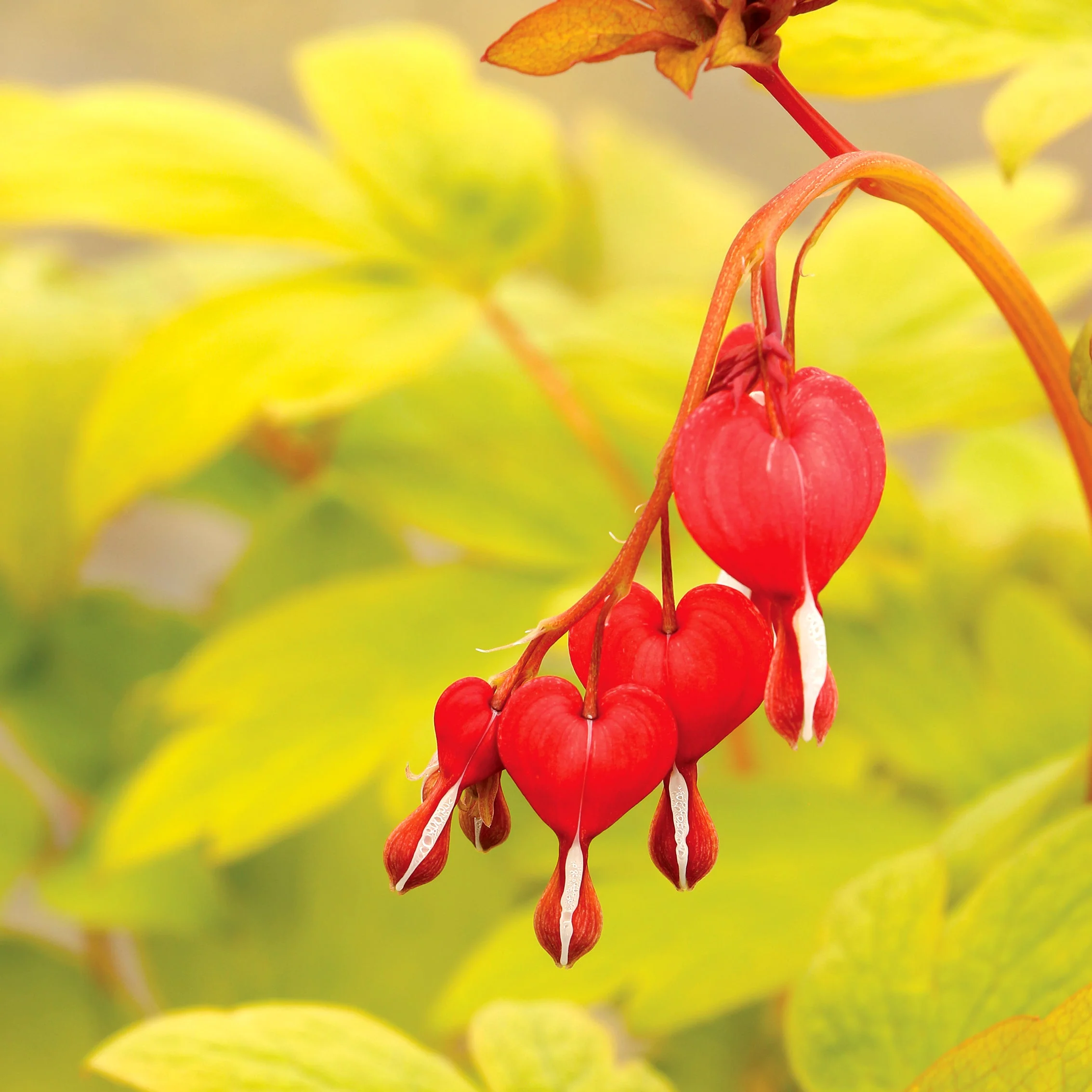 Ruby Gold' Dicentra | Creekside Champions™ - Image 6