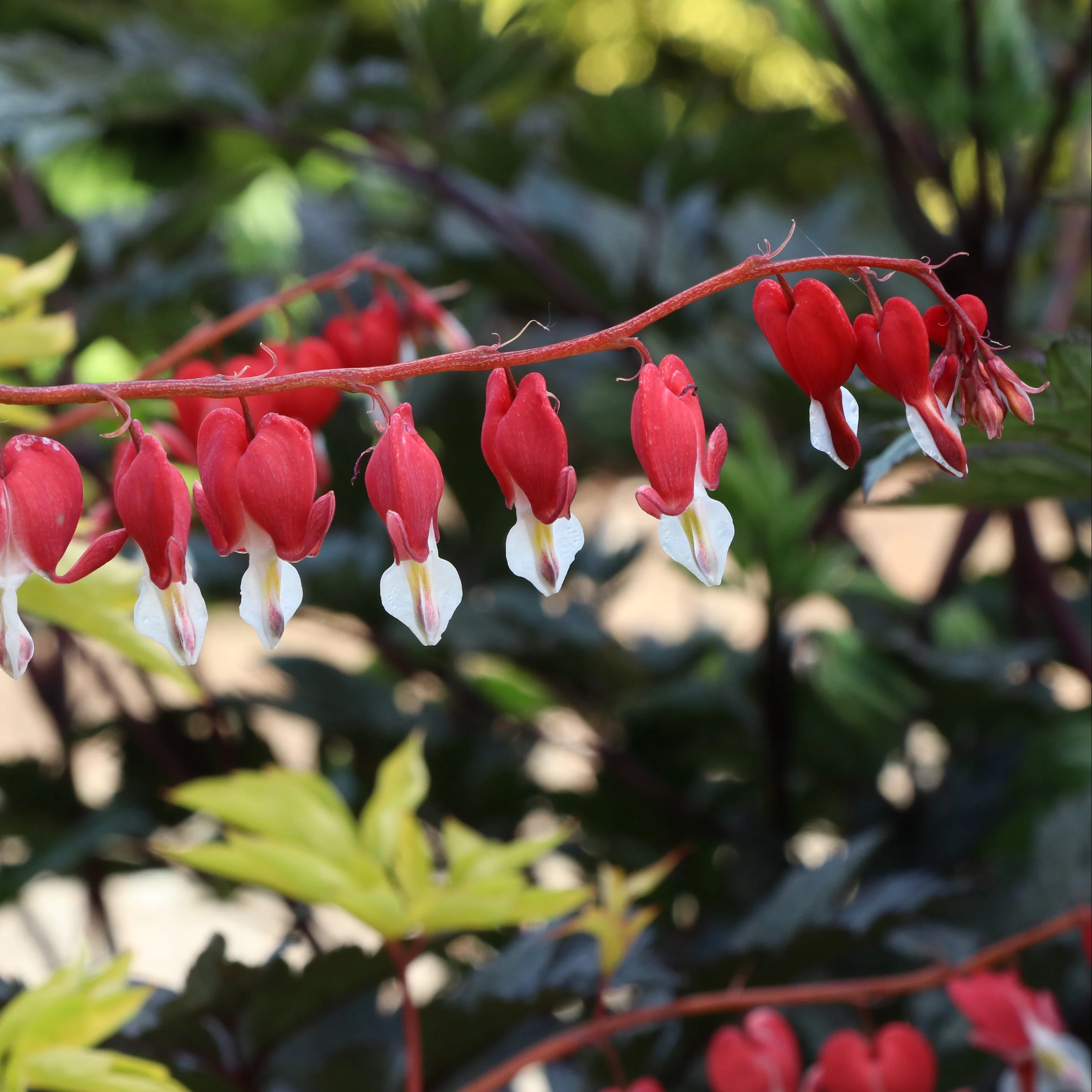 Ruby Gold' Dicentra | Creekside Champions™ - Image 7