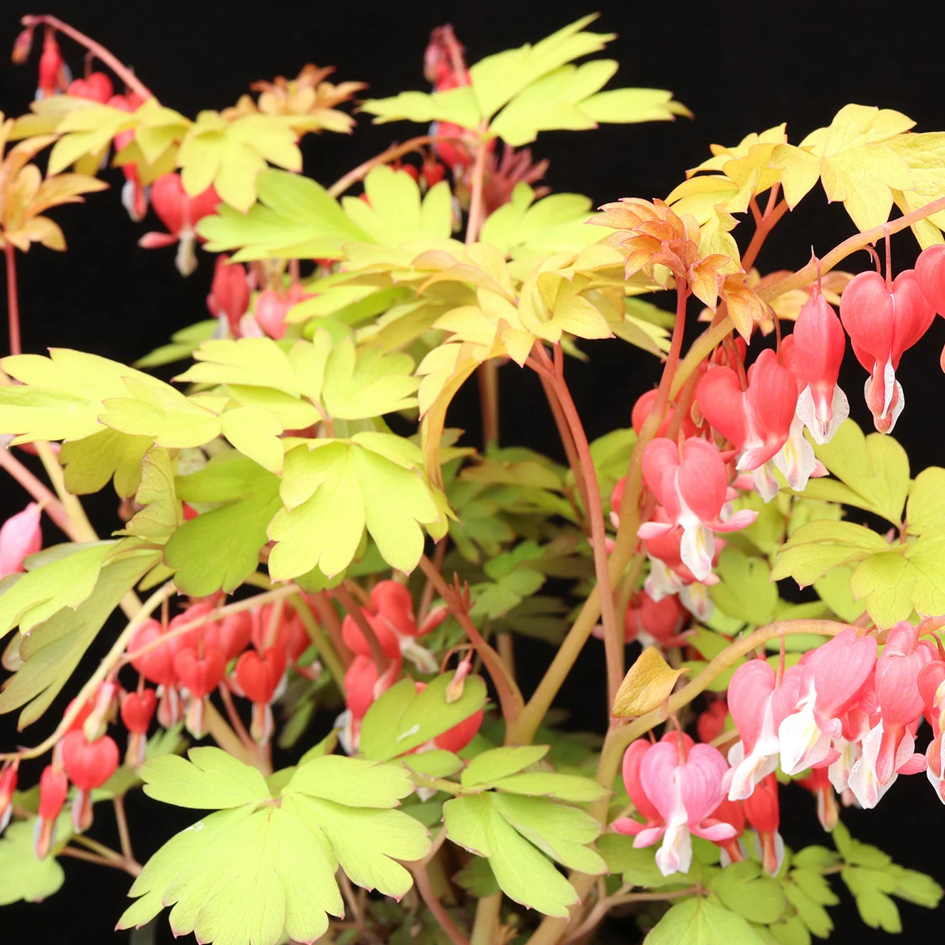 Ruby Gold' Dicentra | Creekside Champions™ - Image 8