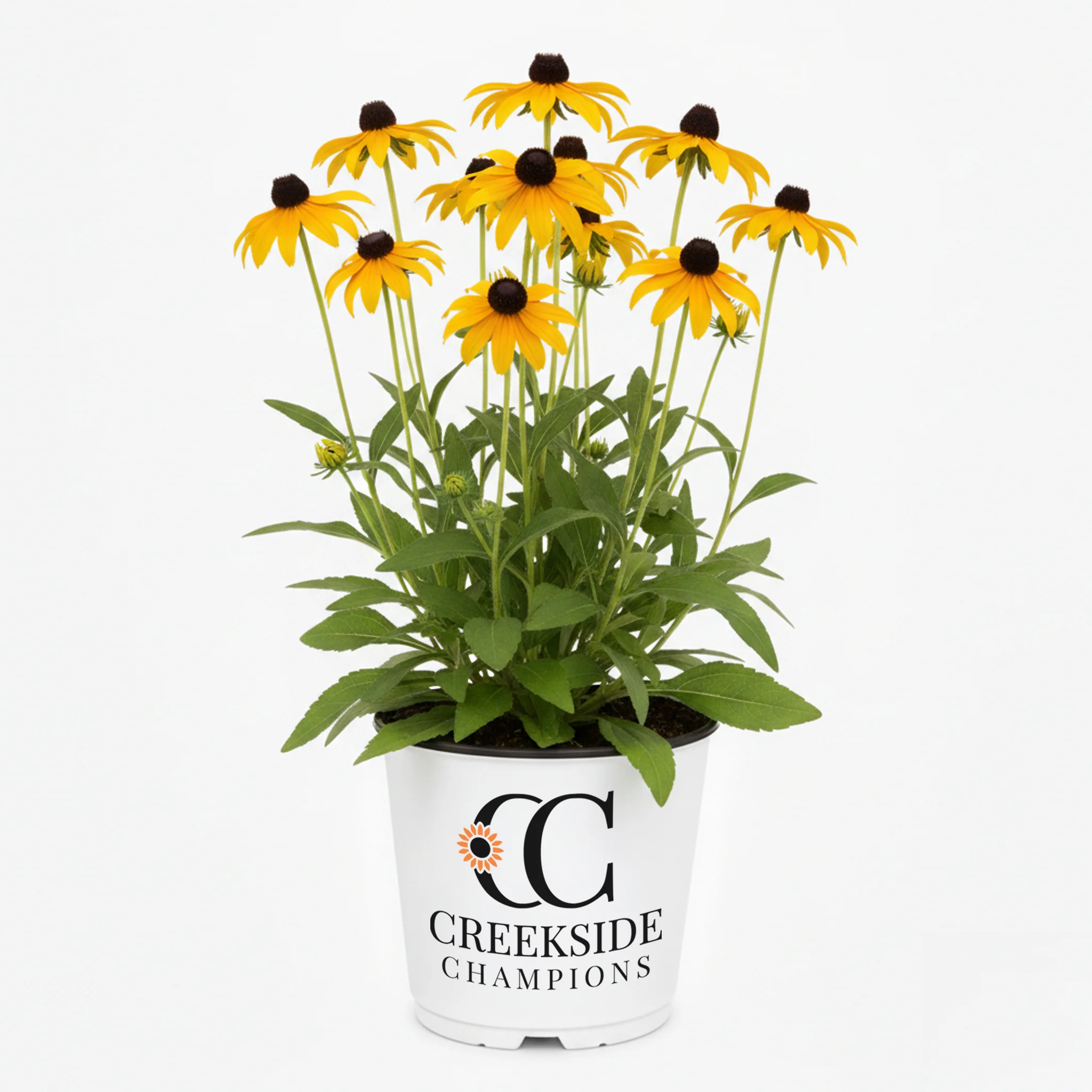 American Gold Rush' Rudbeckia | Creekside Champions™