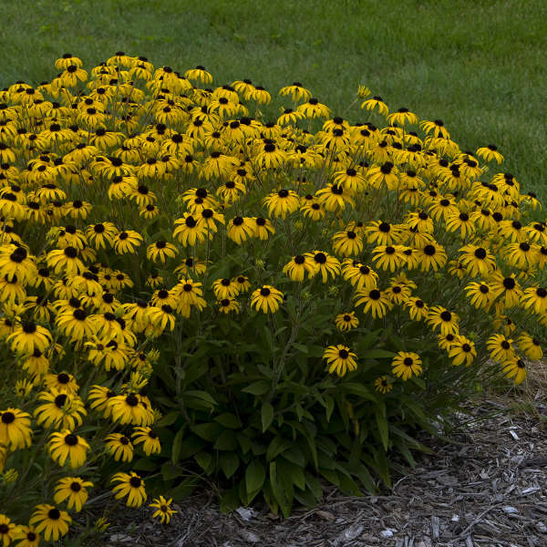 American Gold Rush' Rudbeckia | Creekside Champions™ - Image 2