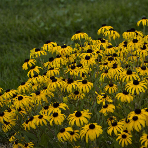 American Gold Rush' Rudbeckia | Creekside Champions™ - Image 3