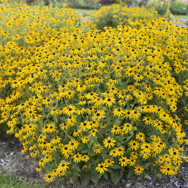 Rudbeckia 'Treasure Trove' | Proven Winners®
