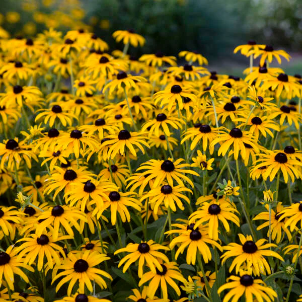 Rudbeckia 'Treasure Trove' | Proven Winners® - Image 2