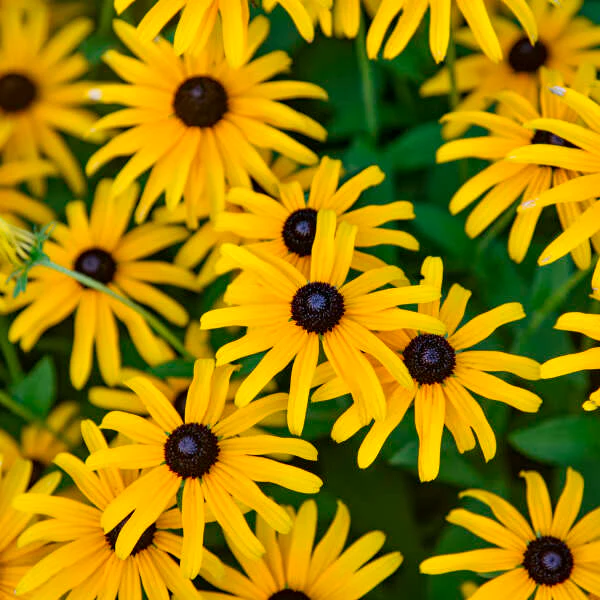 Rudbeckia 'Treasure Trove' | Proven Winners® - Image 3