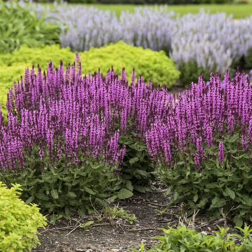 Salvia 'Pink Profusion'