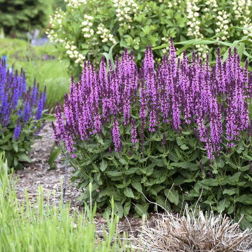 Salvia 'Pink Profusion' - Image 2