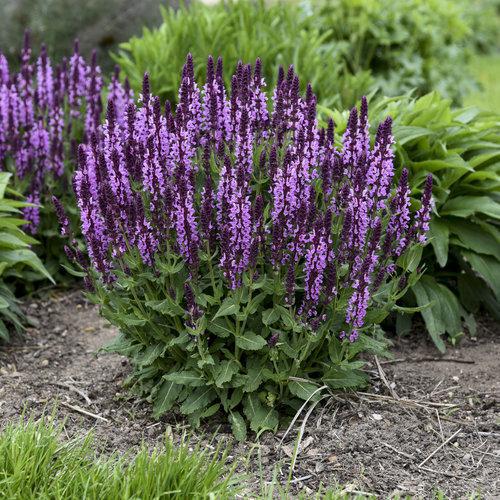 Salvia 'Pink Profusion' - Image 3