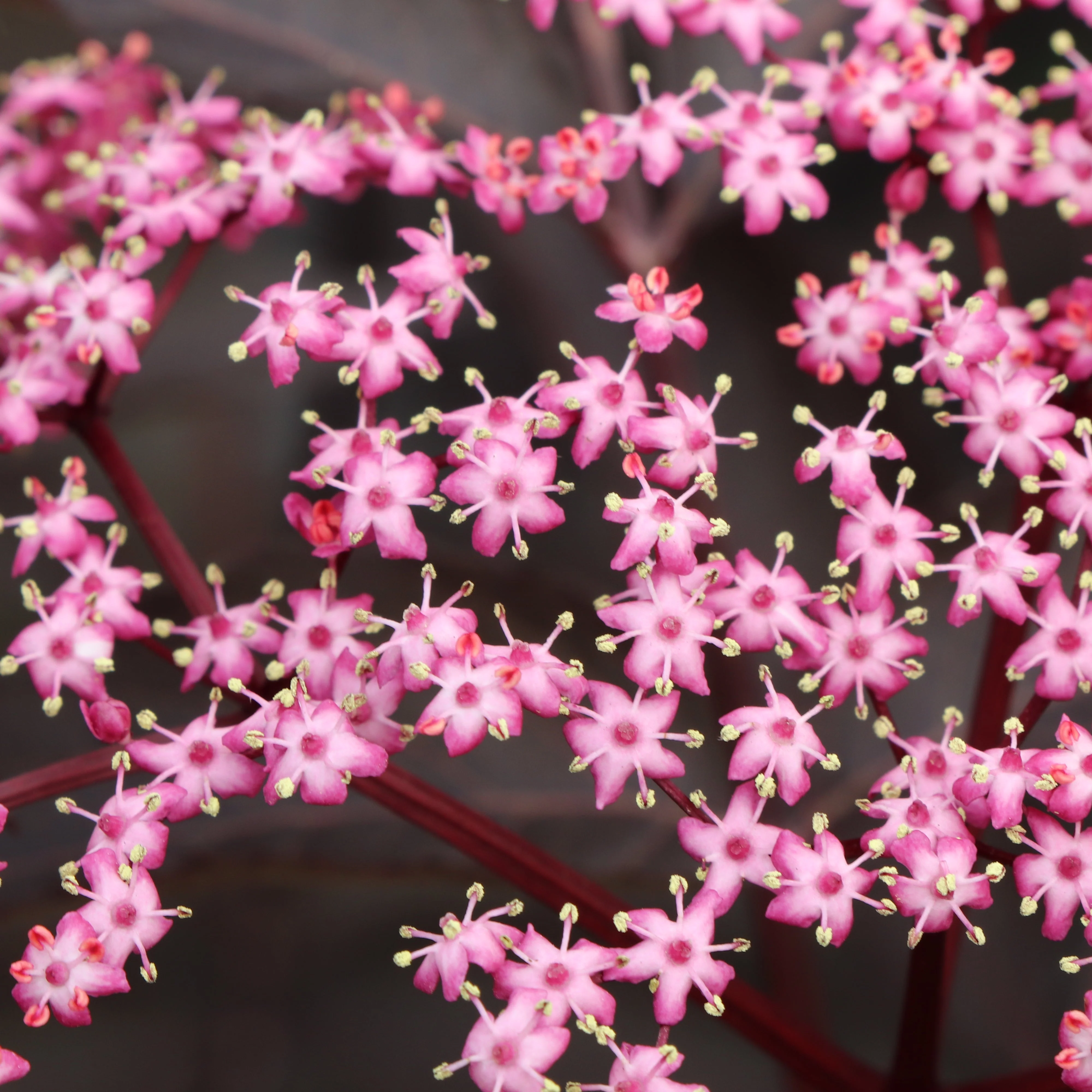 PINK PONY™ Elderberry | Proven Winners®