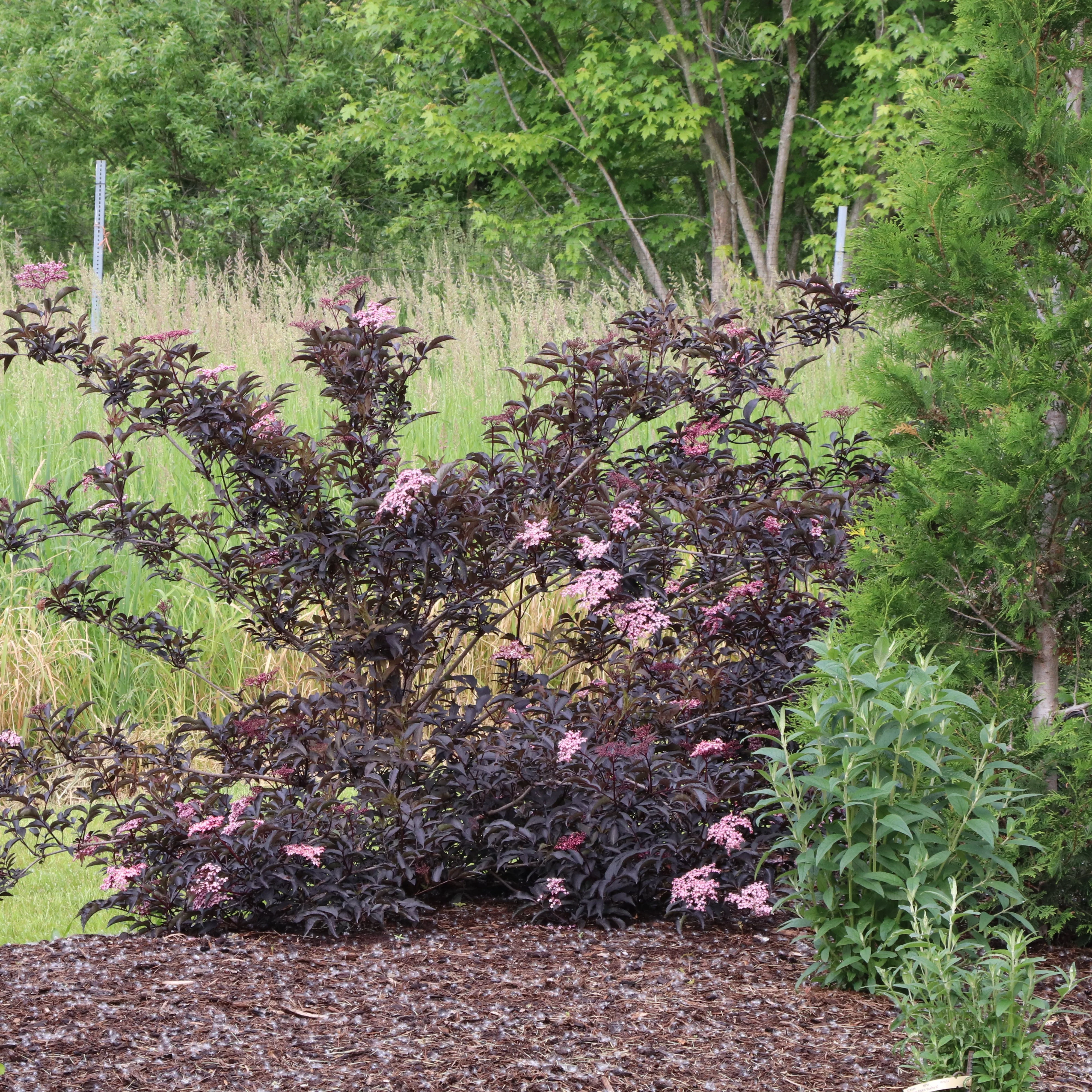 PINK PONY™ Elderberry | Proven Winners® - Image 2