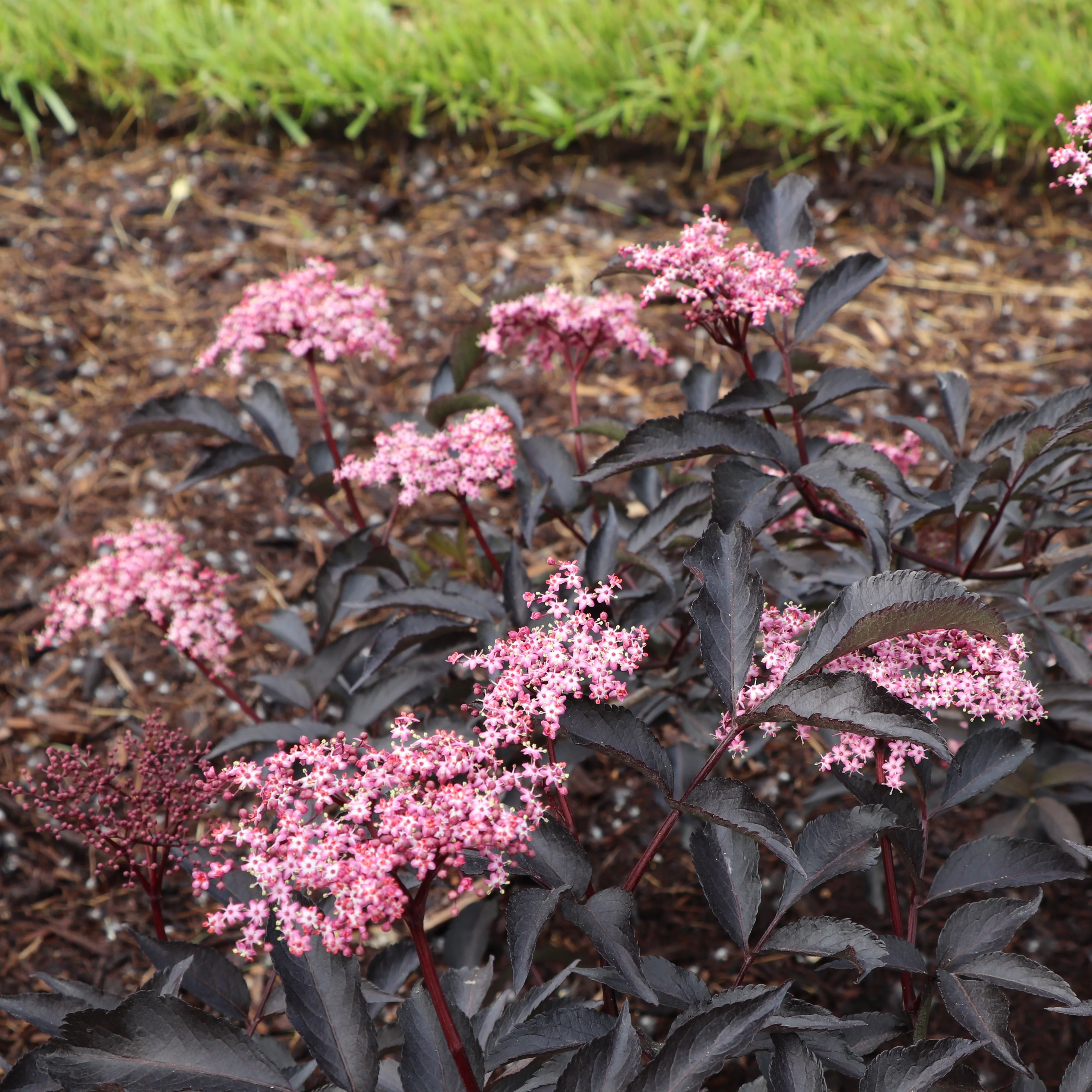 PINK PONY™ Elderberry | Proven Winners® - Image 3