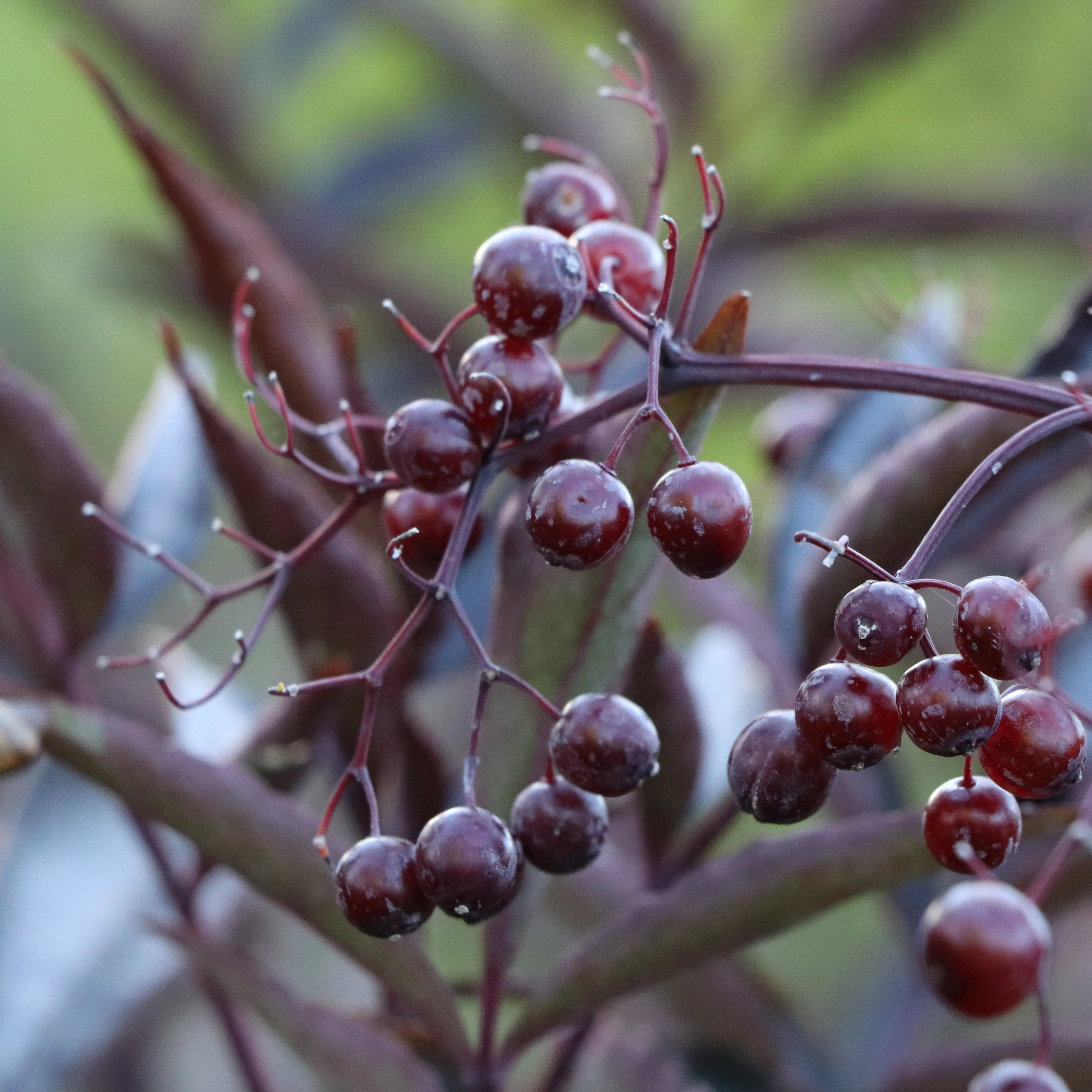 PINK PONY™ Elderberry | Proven Winners® - Image 4