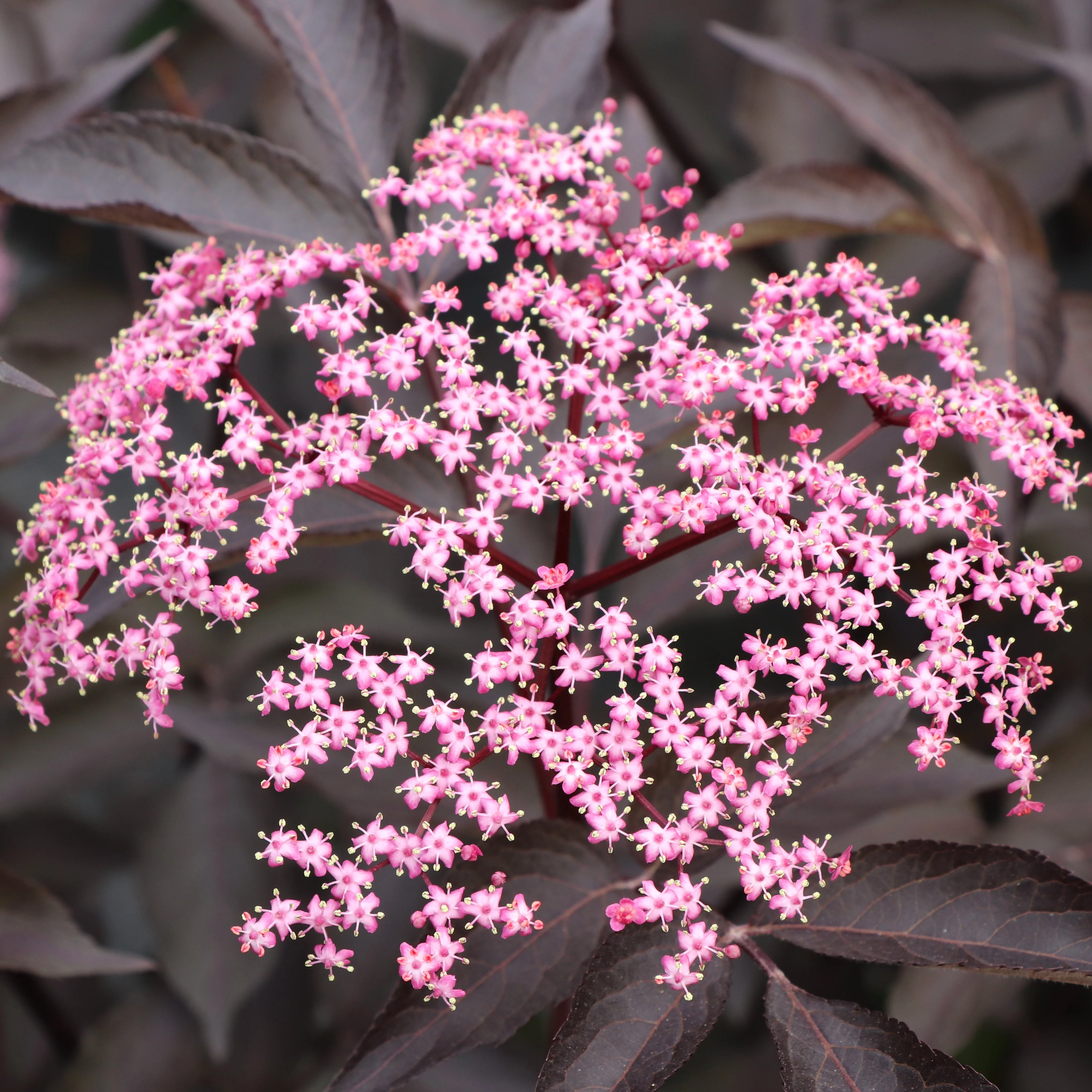 PINK PONY™ Elderberry | Proven Winners® - Image 5