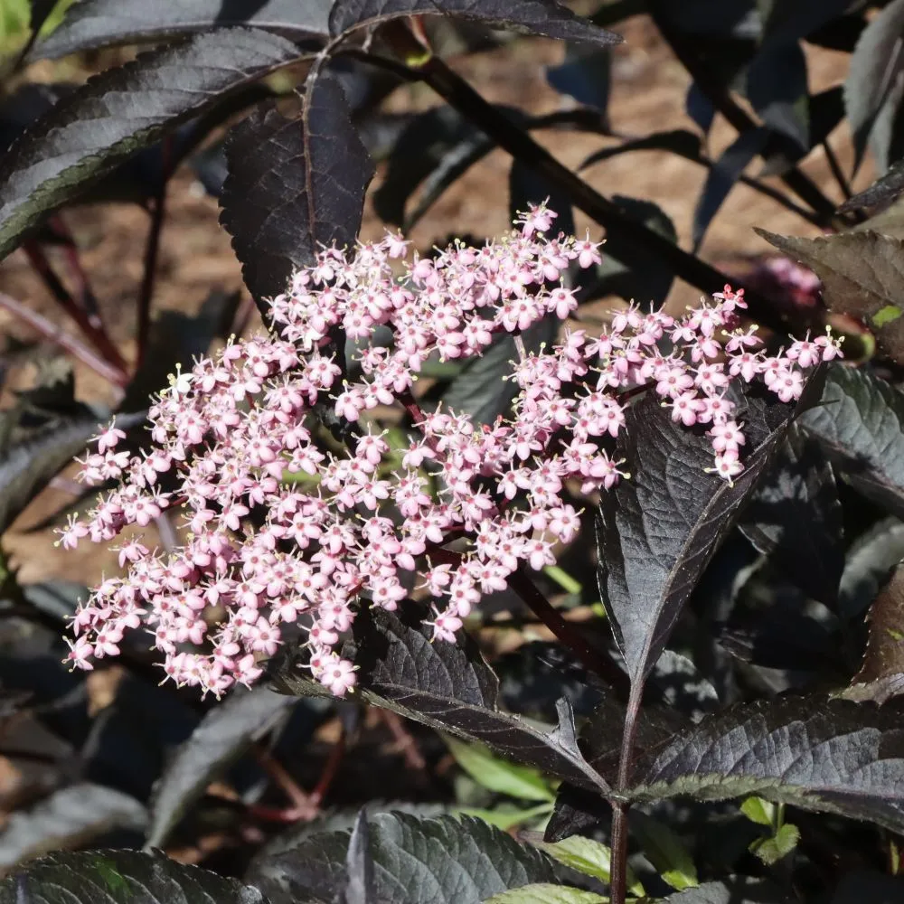 PINK PONY™ Elderberry | Proven Winners® - Image 6