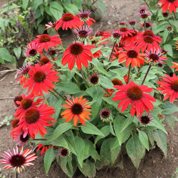 SOMBRERO® 'Sangrita' Echinacea | Creekside Champions™ - Image 3