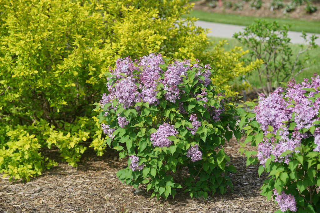 Scentara Pura® Lilac Syringa - Image 2