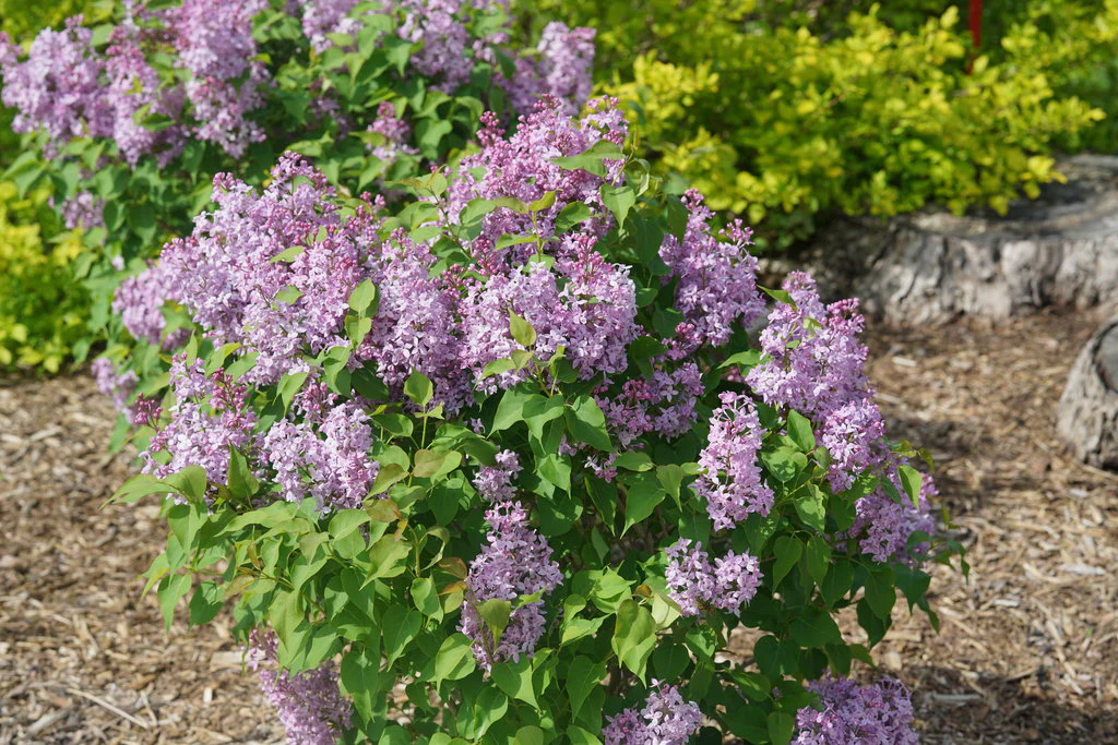 Scentara Pura® Lilac Syringa - Image 3