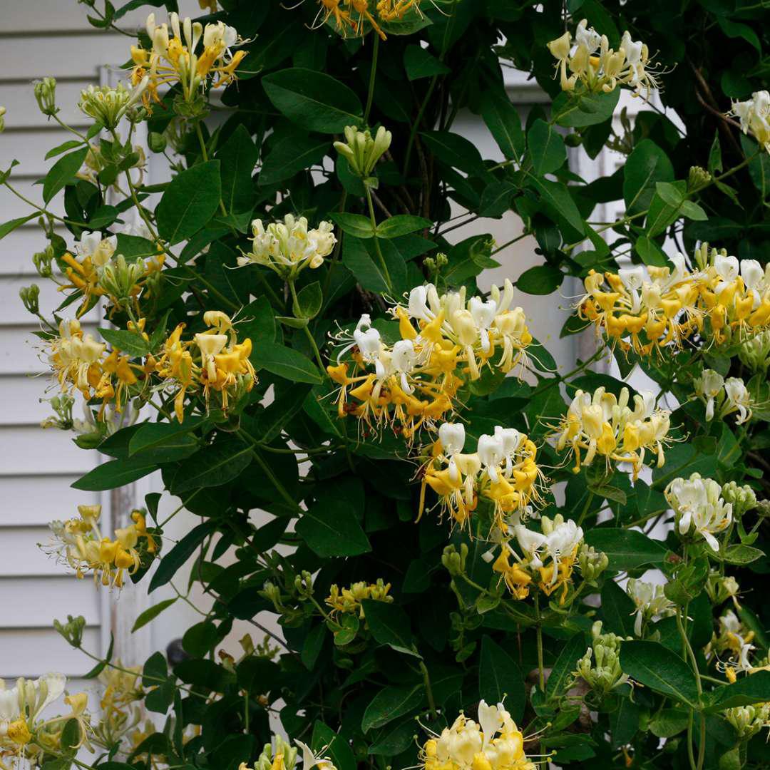 Scentsation' Honeysuckle