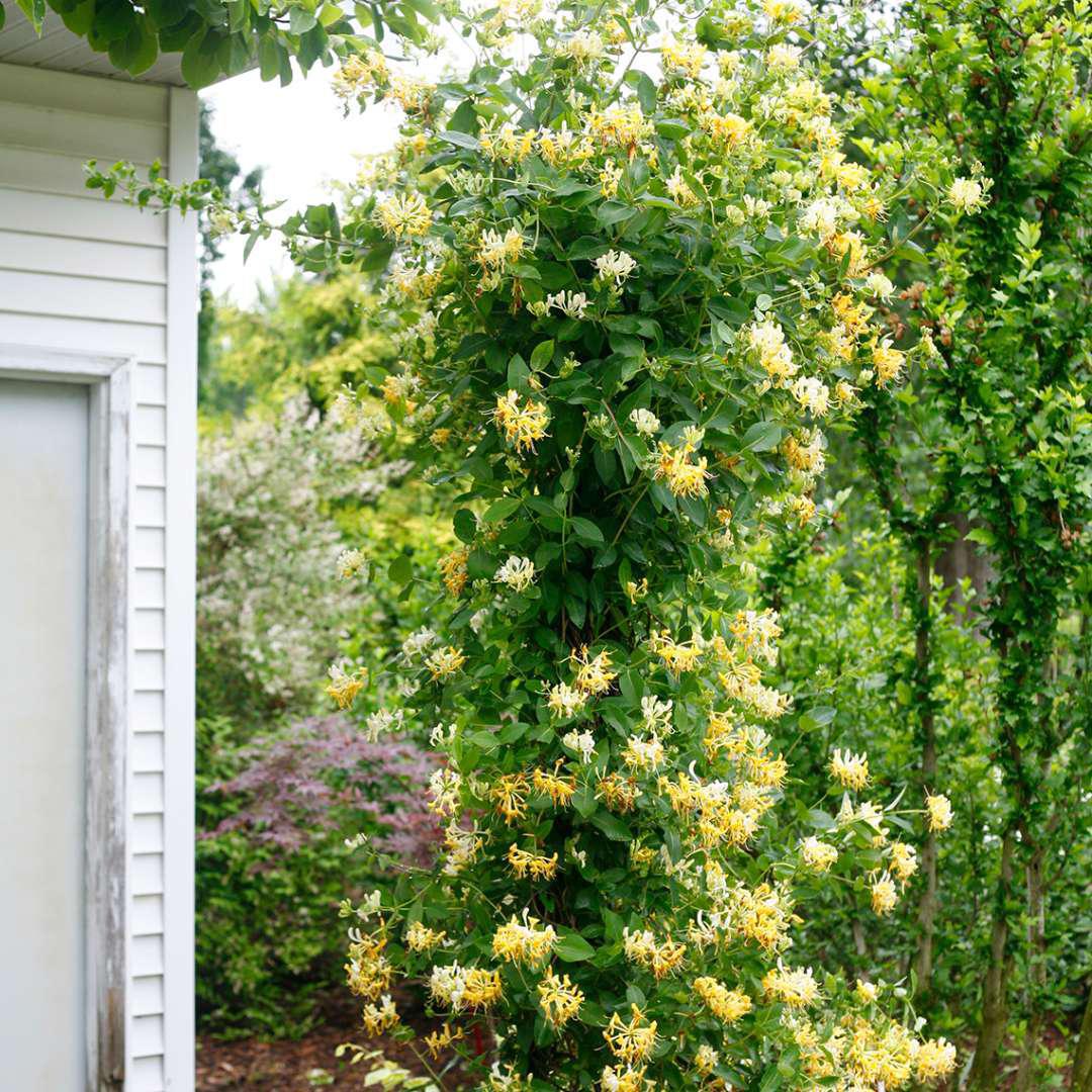 Scentsation' Honeysuckle - Image 2