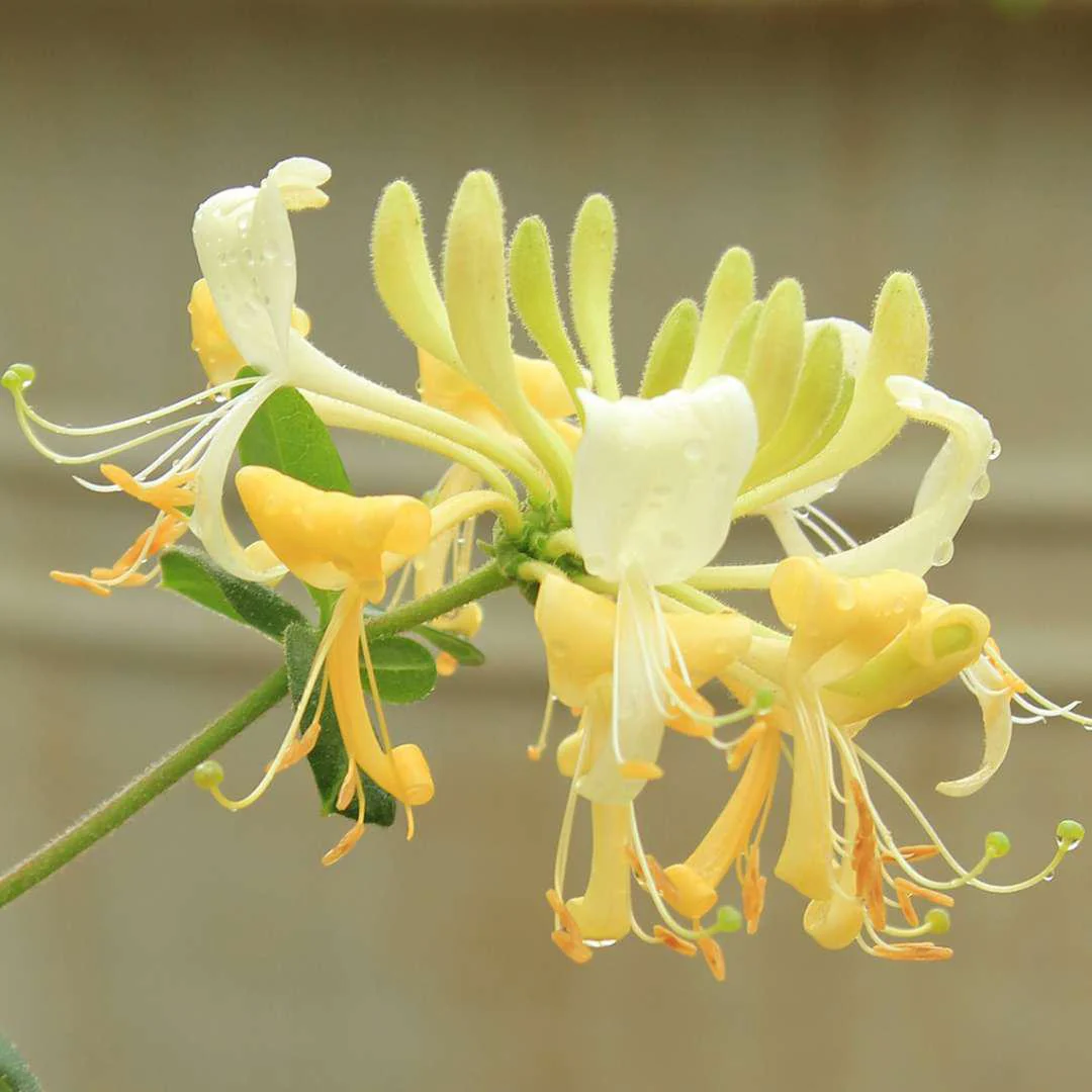 Scentsation' Honeysuckle - Image 3