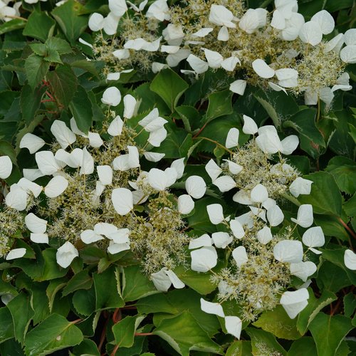 Schizophragma FLIRTY GIRL® | Proven Winners®