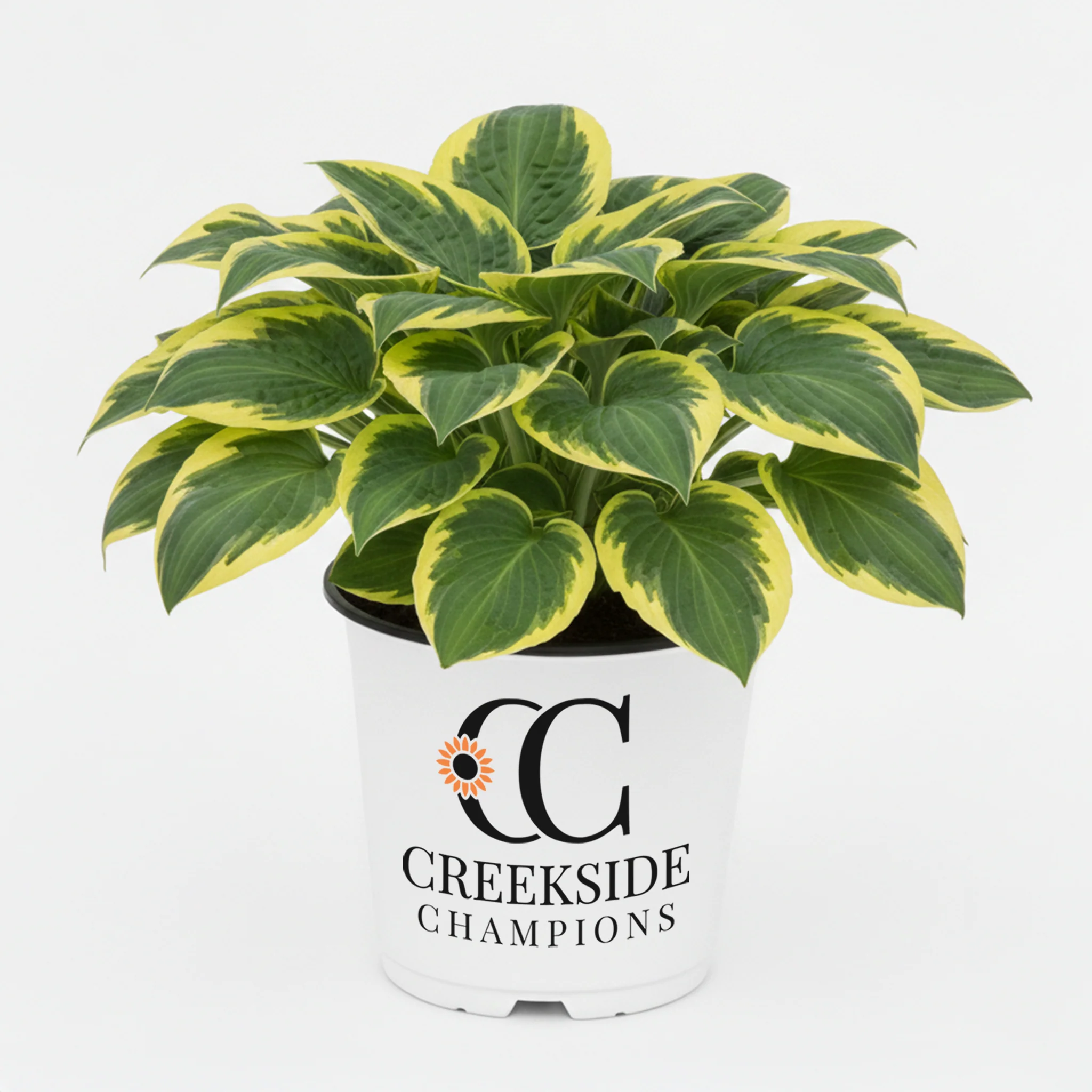 School Mouse' Hosta | Creekside Champions™