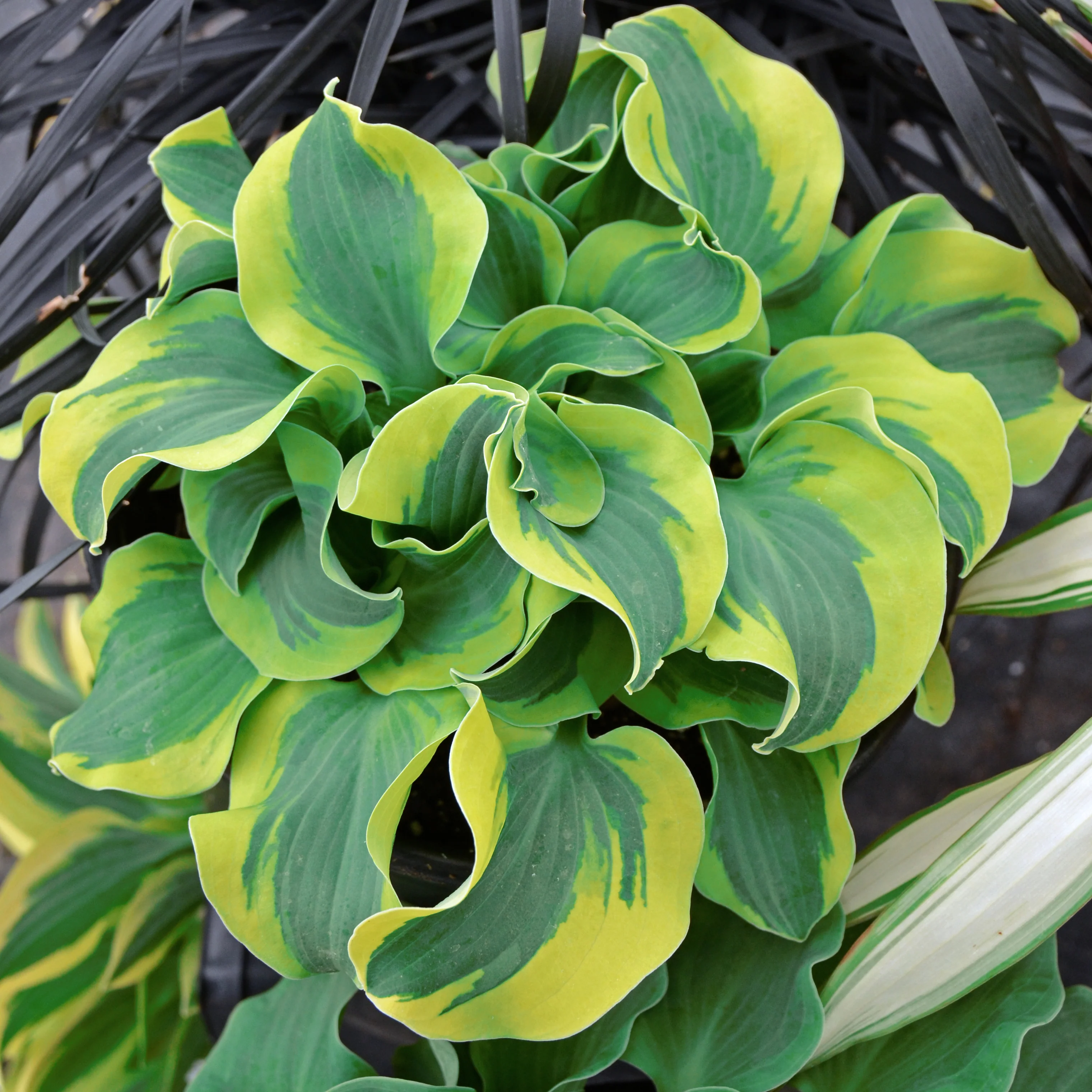 School Mouse' Hosta | Creekside Champions™ - Image 2