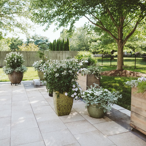 Señorita Blanca® Cleome | Proven Winners® - Image 3