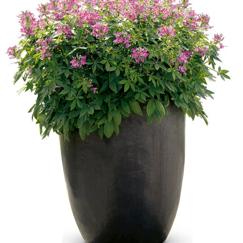 Señorita Rosalita® Cleome | Proven Winners - Image 3