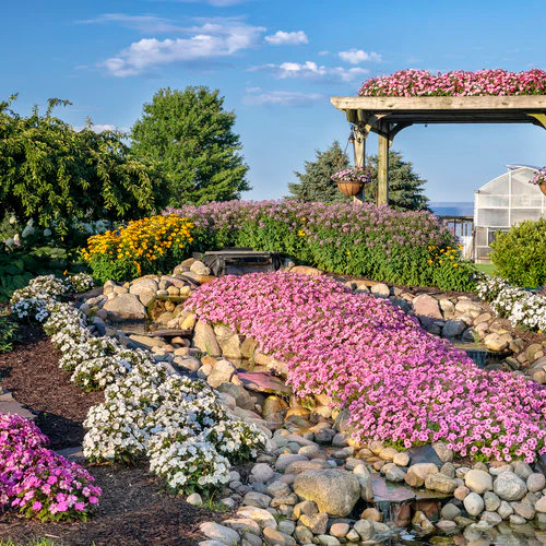 Señorita Rosalita® Cleome | Proven Winners - Image 4