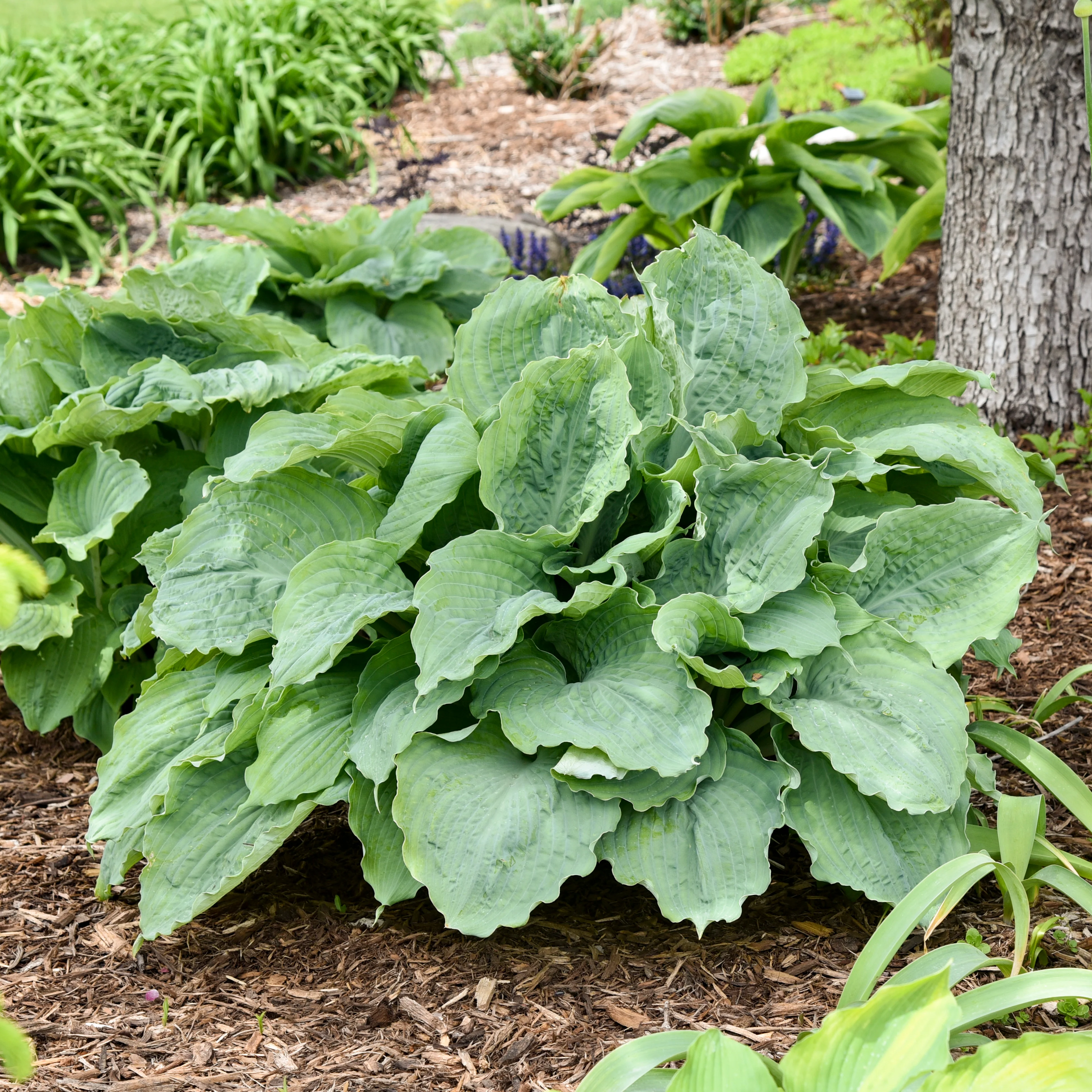 Shadowland® 'Diamond Lake' Hosta | Proven Winners®