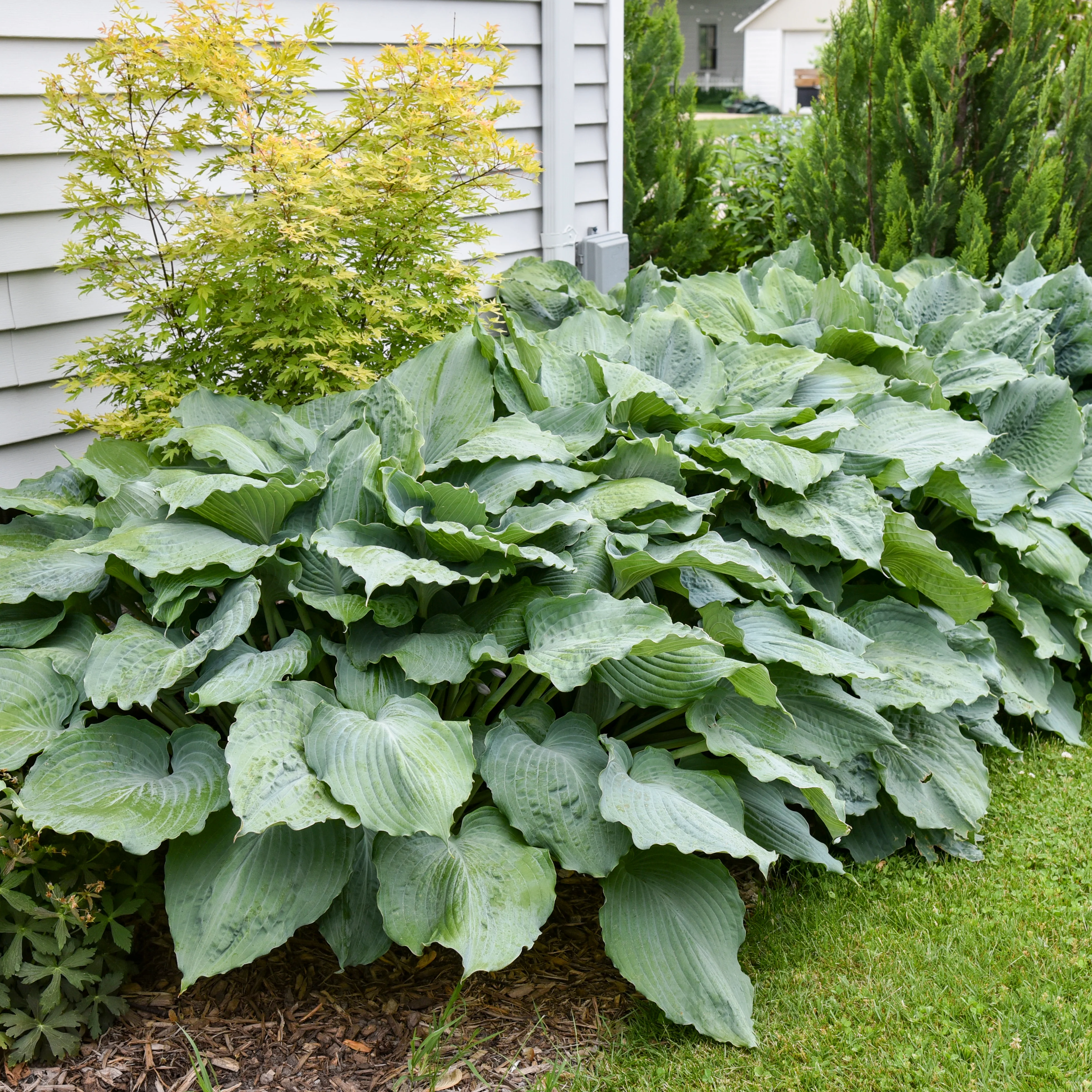 Shadowland® 'Diamond Lake' Hosta | Proven Winners® - Image 2
