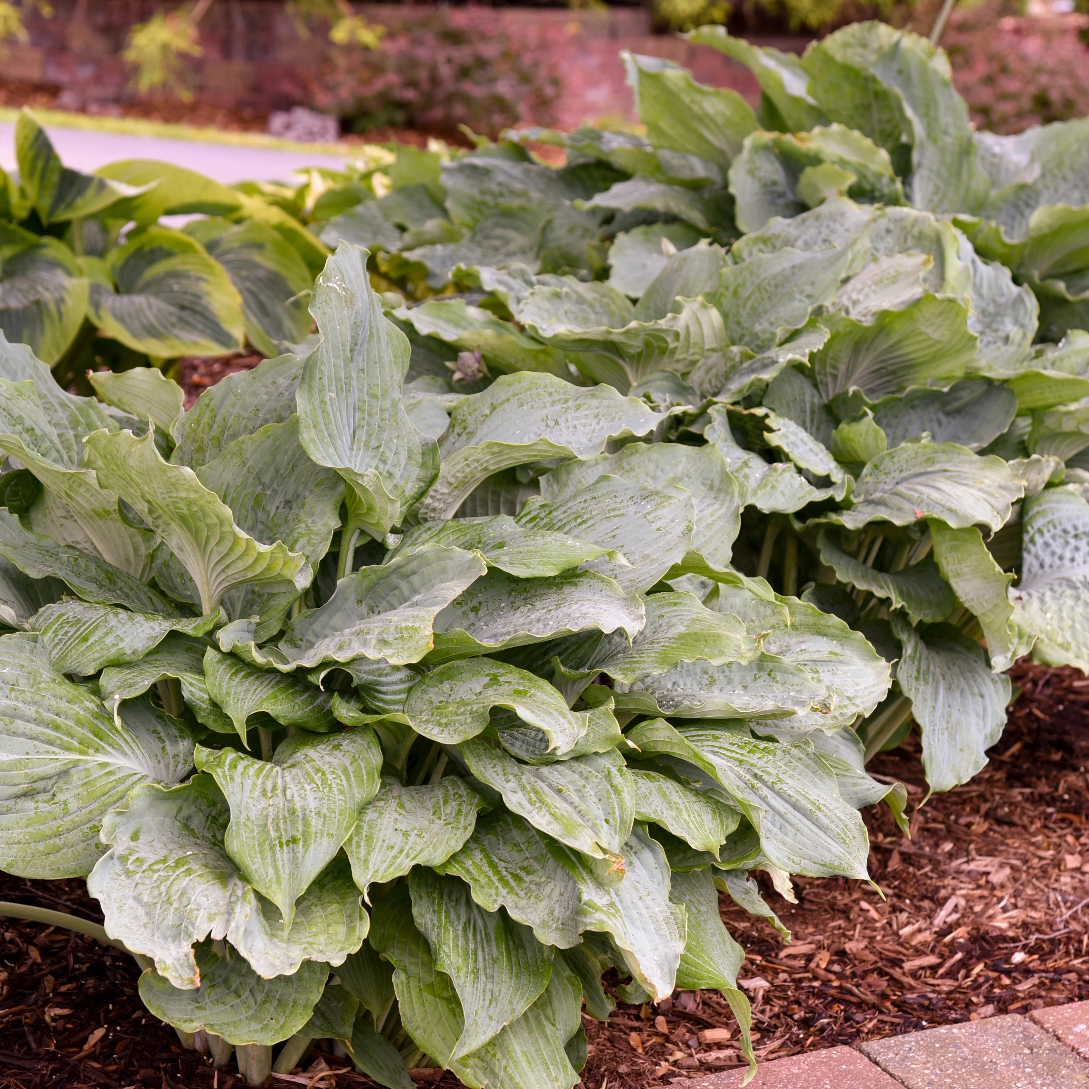 Shadowland® 'Diamond Lake' Hosta | Proven Winners® - Image 4